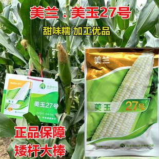 美玉27糯玉米种子美兰国审矮杆大棒甜糯早熟白糯27号玉米种子籽孑