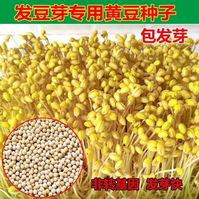 发豆芽黄豆种子芽苗菜专用小金黄