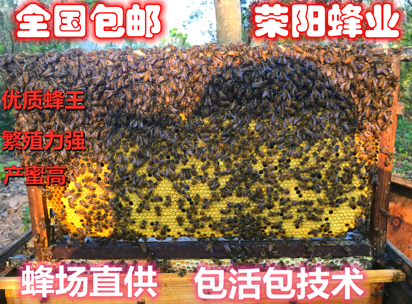 蜂群活体中华蜜蜂笼蜂蜂群双色阿坝蜂群中蜂蜂群蜂王土蜂蜂群 - 实物图