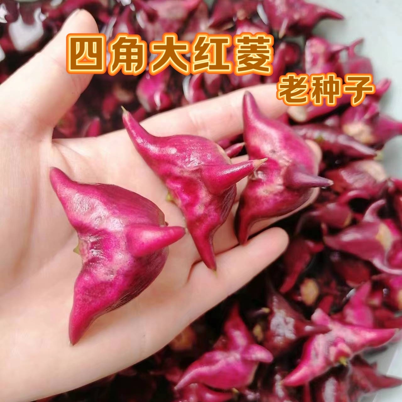 菱角种子红菱角种子水生植物四角菱角种子水面净化绿植高产菱角种