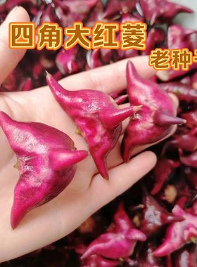 菱角种子红菱角种子水生植物四角菱角种子水面净化绿植高产菱角种