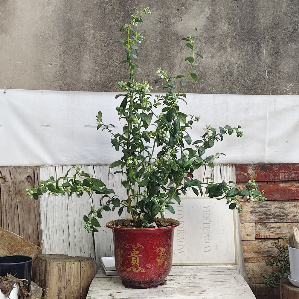 蓝莓树家庭楼顶花园庭院室外阳台盆栽花卉带花带果四季开花好养活