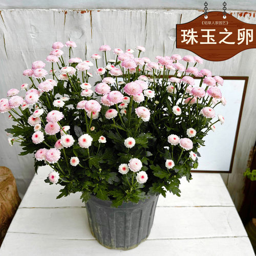 珠玉之卵小雏菊矮生盆栽阳台花园