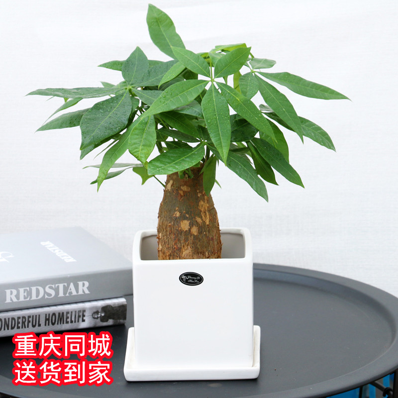 单根发财树盆栽室内办公室绿植家庭阳台园艺盆景净化空气四季好养