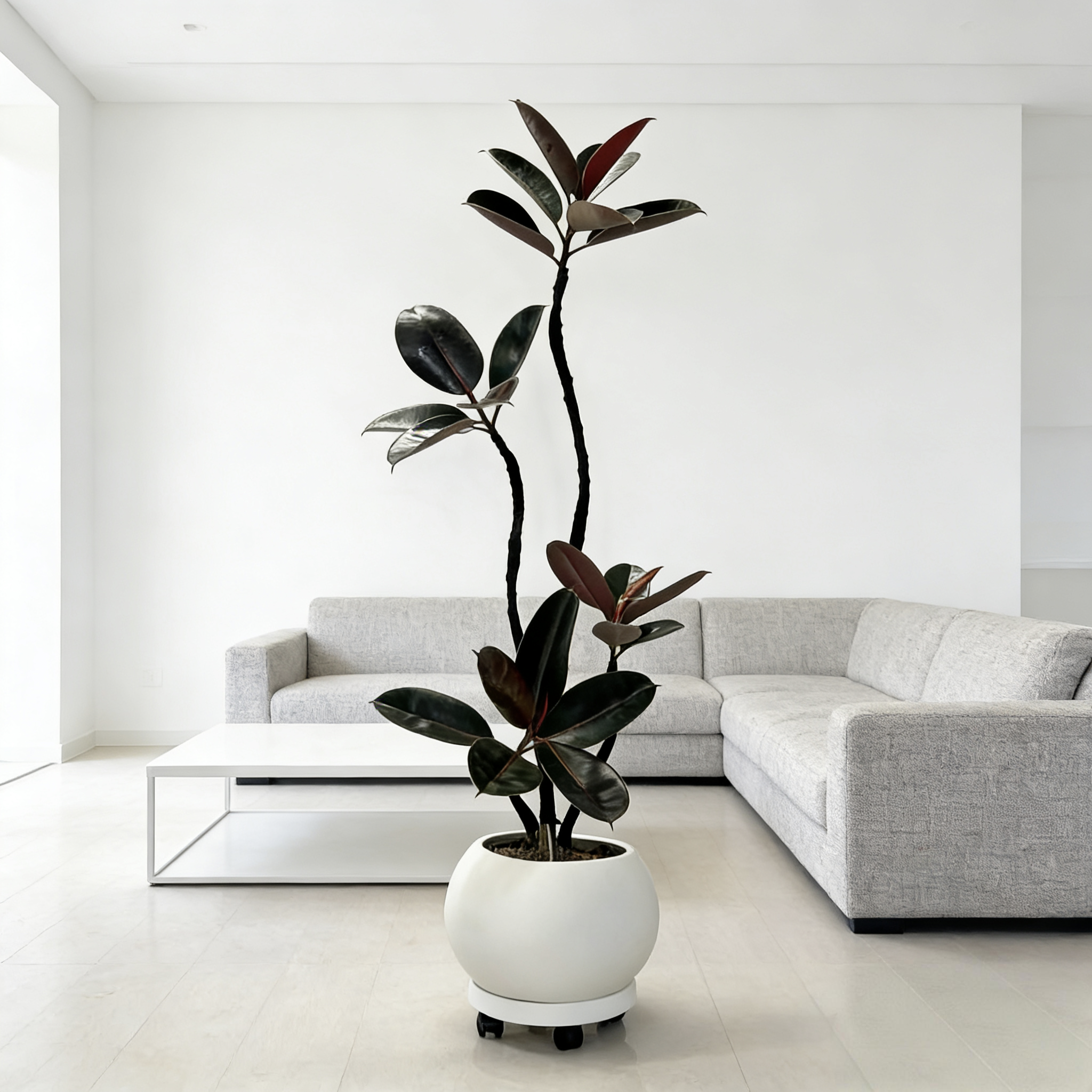 INS网红造型黑金刚橡皮树盆栽