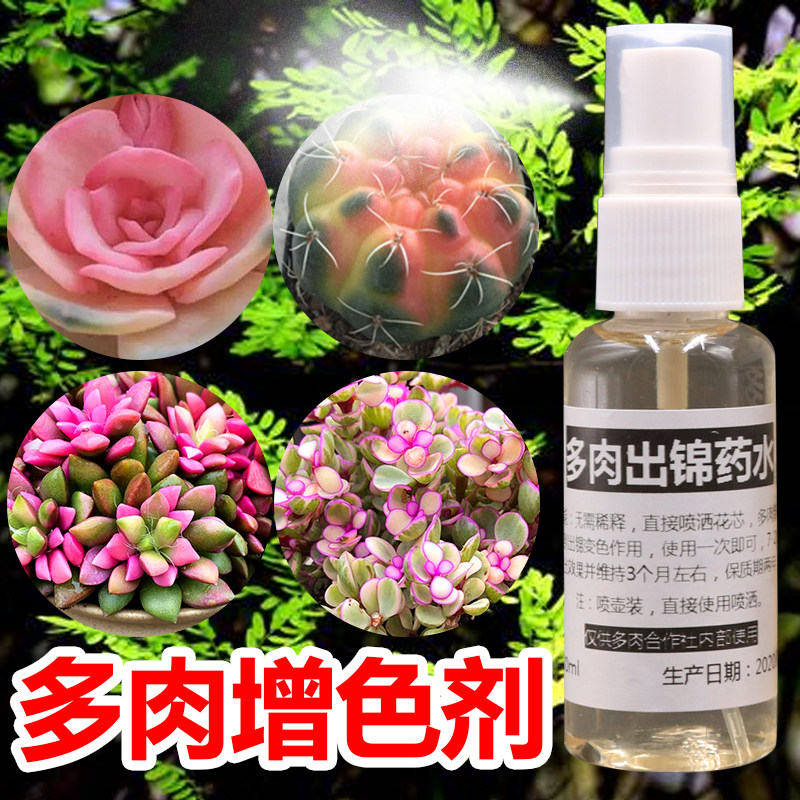 多肉出锦芽变色肥新款