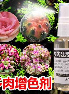 多肉出锦芽变色肥新款