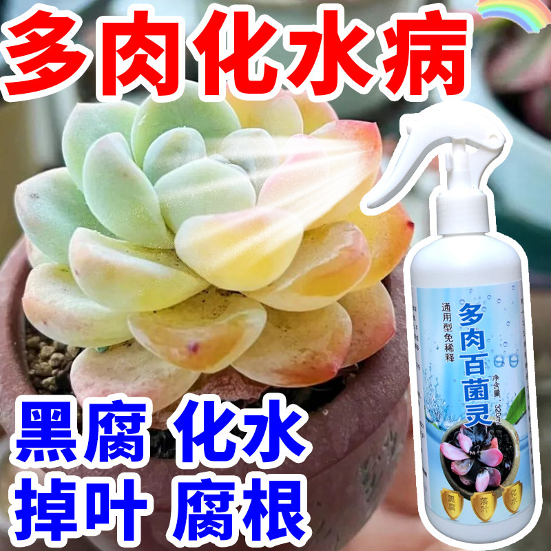 多肉黑腐掉叶子化水黑腐黑斑病预防病害白粉病多菌灵多肉肥度夏宝