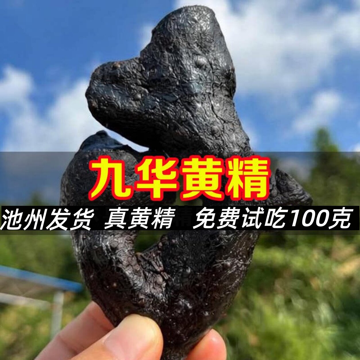 整根发假不了九华山黄精源产地发