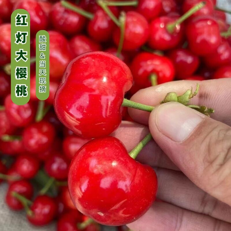 现摘山东烟台红灯大樱桃国产车厘子新鲜当季水果孕妇水果