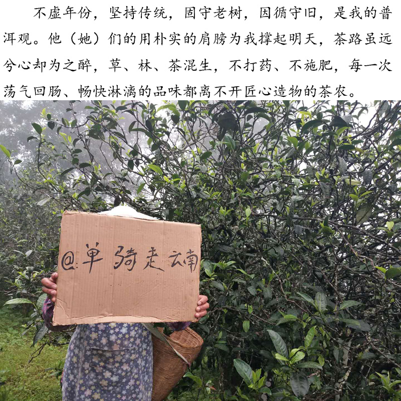 藤条勐库百年以上古树毛茶bin