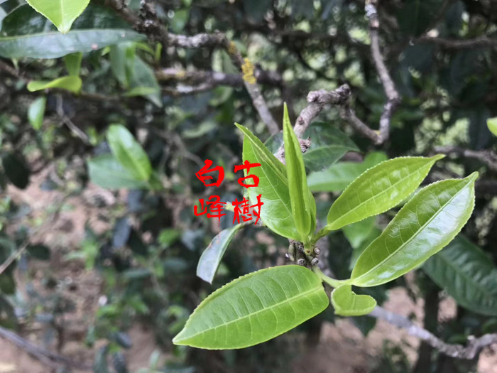 古树白峰 2018年高海拔明前古树头采普洱生茶 微苦稍涩香稳耐泡