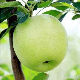 新鲜青苹果孕妇酸脆甜丑水果陕西青苹果