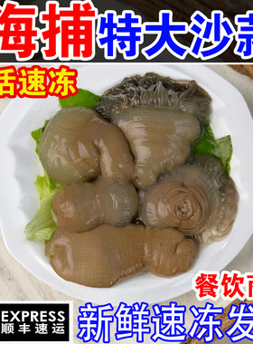 新鲜野生沙蒜海葵食用鲜活冷冻2斤海花海肠沙蒜豆面食材商用海鲜