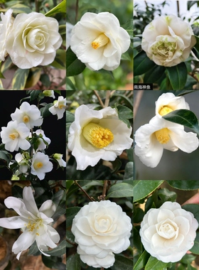白色品种茶花合集