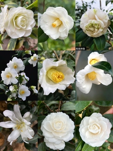 白色品种茶花合集
