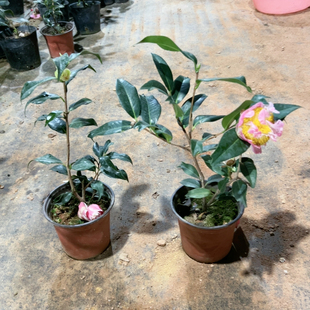 覆轮江户锦，花芙蓉