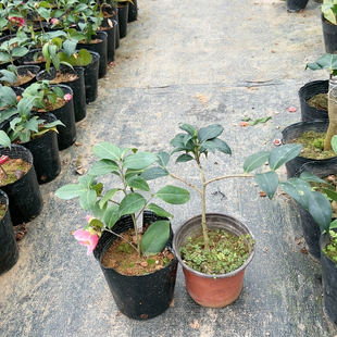 绞初岚，几年月