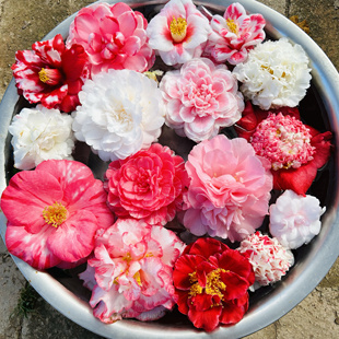 茶梅品种埃米粒英八朝仓花茶梅等合集