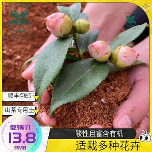 园艺茶花专用适用5斤装弱酸性椰糠绿植土通用精选四季七叶一枝花