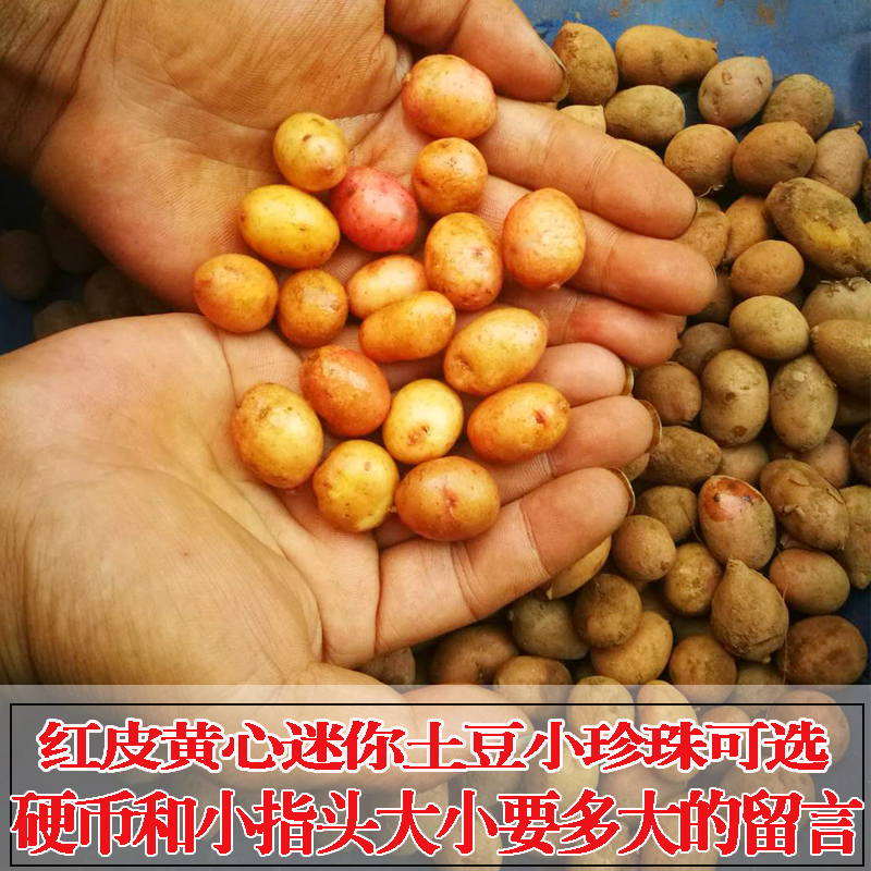 洋芋馬鈴薯紅皮黃心小土豆硬幣大小農(nóng)家高山自種5斤包郵新鮮迷你