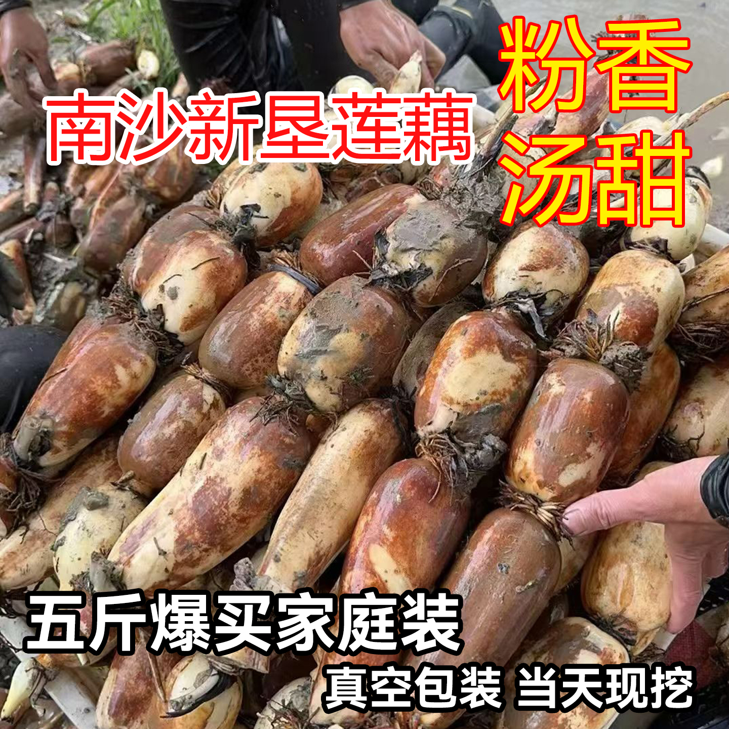 广州南沙新垦真空粉莲藕