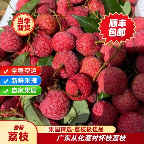 50年老树广东从化灌村怀支槐枝荔枝大果新鲜现摘多汁冷链空运包邮