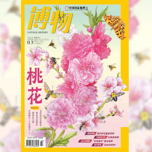 【2026年3月 主题 桃花】 博物杂志2026年3期/月刊 含桃花专题拉页  中国国家地理旗舰店