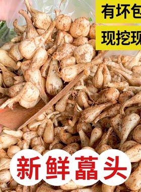 荞头新鲜藠头湖南农家自种教头乔头茭头叫头蒜白时令蔬菜商用批发