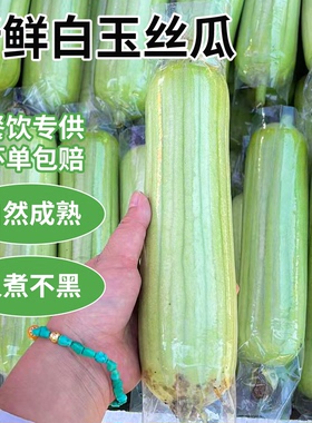 湖南白玉丝瓜新鲜肉丝瓜本地甜丝瓜湘菜食材批发蔬菜产地直供应链