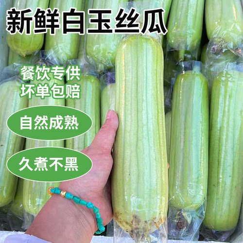 湖南白玉丝瓜新鲜丝瓜湘菜食材