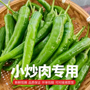湖南本地新鲜55号辣椒软皮青椒薄皮青辣椒产地发货湘菜馆食材批发