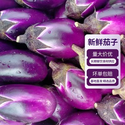 湖南紫圆茄子新鲜紫色茄子现摘批发季节时令蔬菜素菜酒店食材包邮