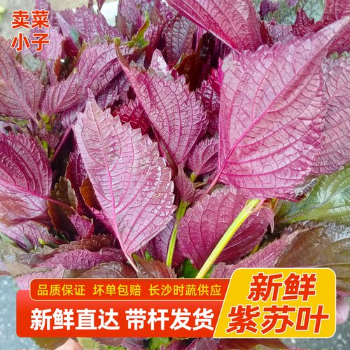 湖南新鲜现摘紫苏叶可食用带杆发货去腥佐料餐饮烧菜烧鱼批发食材