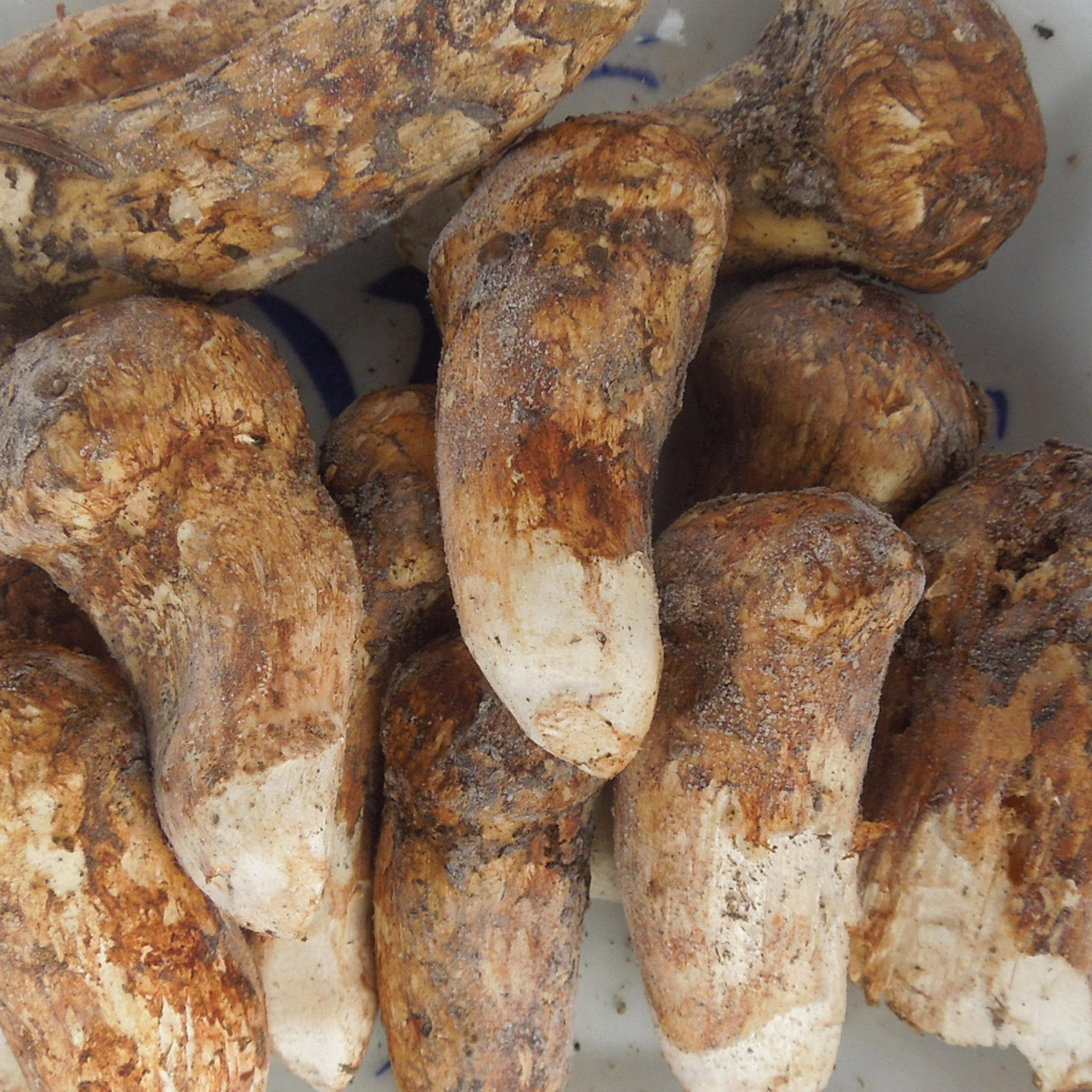 原皮新鲜野生松茸菌冰鲜不开伞云南香格里拉特产野山菌蘑菇500克