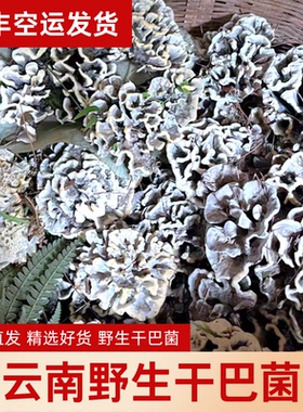 云南野生干巴菌新鲜绣球菌对花马牙菌野生菌王炒饭菌菇食材餐厅冻