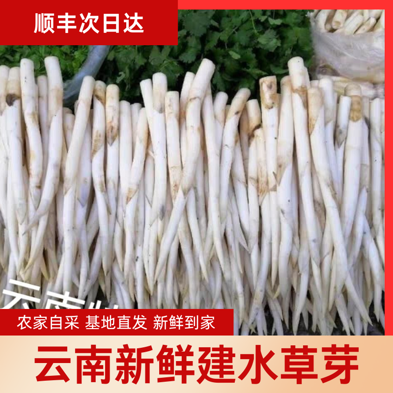 现挖现发建水草芽云南特产鲜嫩美味餐厅特供农家自采顺丰空运包邮