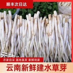 现挖现发建水草芽云南特产鲜嫩美味餐厅特供农家自采顺丰空运包邮