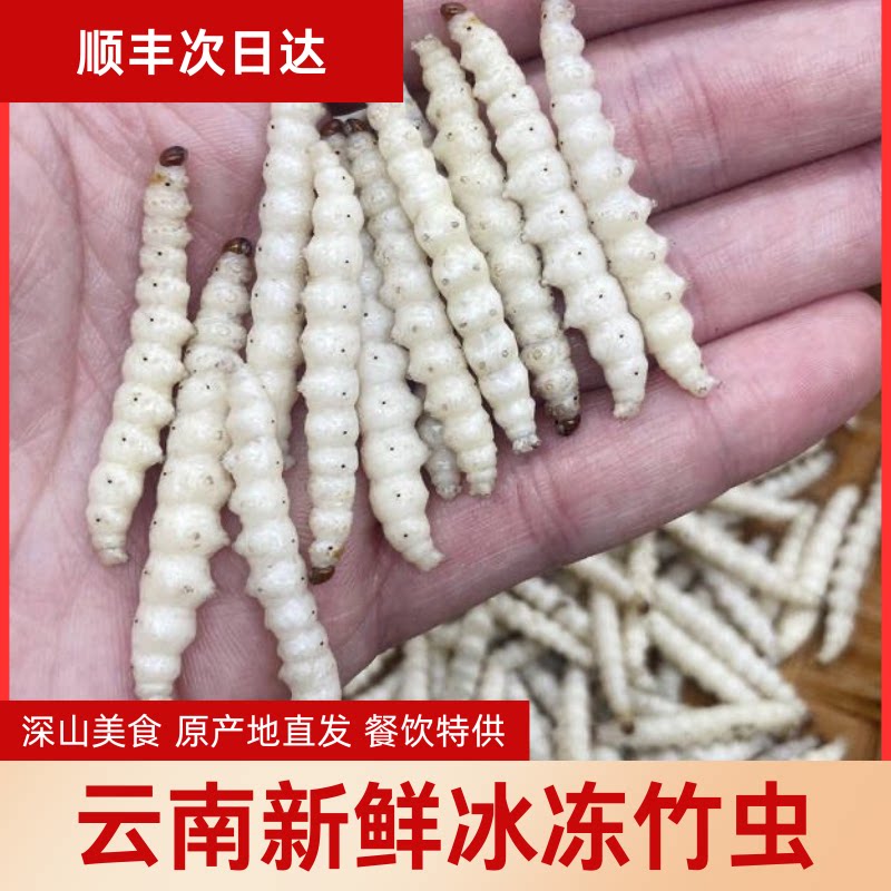 云南特产野生竹虫竹蜂虫可食用虫子鲜新活速冻竹蛹竹节虫餐厅商用