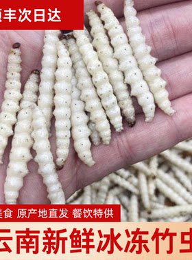 云南特产野生竹虫竹蜂虫可食用虫子鲜新活速冻竹蛹竹节虫餐厅商用