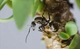 Падающий снег - Муравьиный павильон Camponotus parius 2026, новая королева