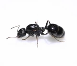 Падающий снежный павильон Pets Ant Ant ‖ игольчатая гавань Сбор муравьев 24 -летняя небольшая группа