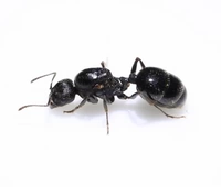 Падающий снежный павильон Pets Ant Ant ‖ игольчатая гавань Сбор муравьев 24 -летняя небольшая группа