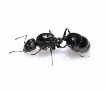 Падающий снежный павильон Pets Ant Ant ‖ игольчатая гавань Сбор муравьев 24 -летняя небольшая группа