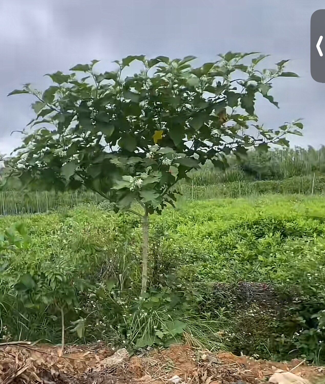 托鲁巴姆嫁接砧木水茄子可嫁接茄子辣椒西红柿人参果产量高四季结