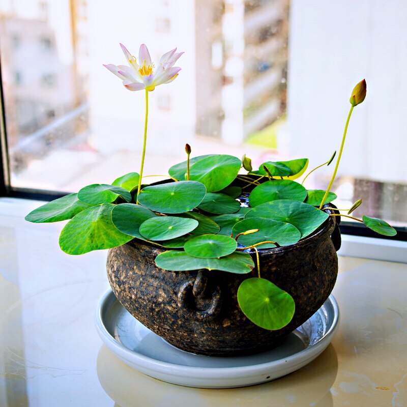 四季水养睡莲水生碗莲荷花卉盆栽水培植物室内花种藕阳台好养种子
