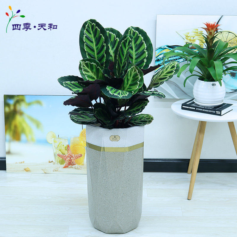 美丽竹芋盆栽 室内吸甲醛净化空气植物耐阴绿植花卉 北京四季天和,鲜花速递/花卉仿真/绿植园艺,绿植,淘宝优惠券,粉丝福利购,淘宝优惠卷