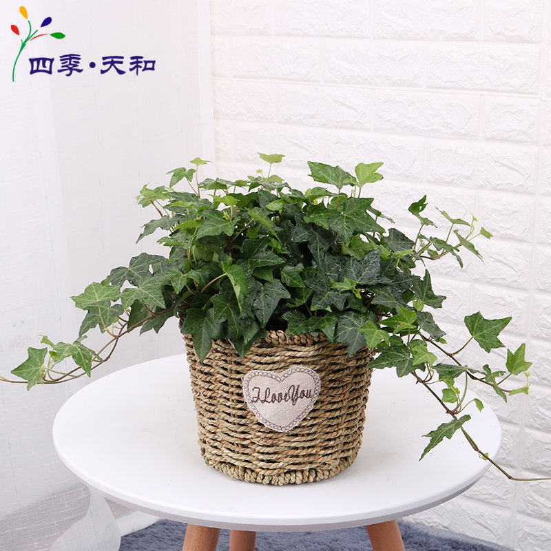 常春藤盆栽 强效除甲醛苯净化空气植物 卧室花卉绿植办公室绿化