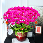 特级蝴蝶兰盆栽年宵花卉开业乔迁送礼品盆景北京同城送货马卡龙