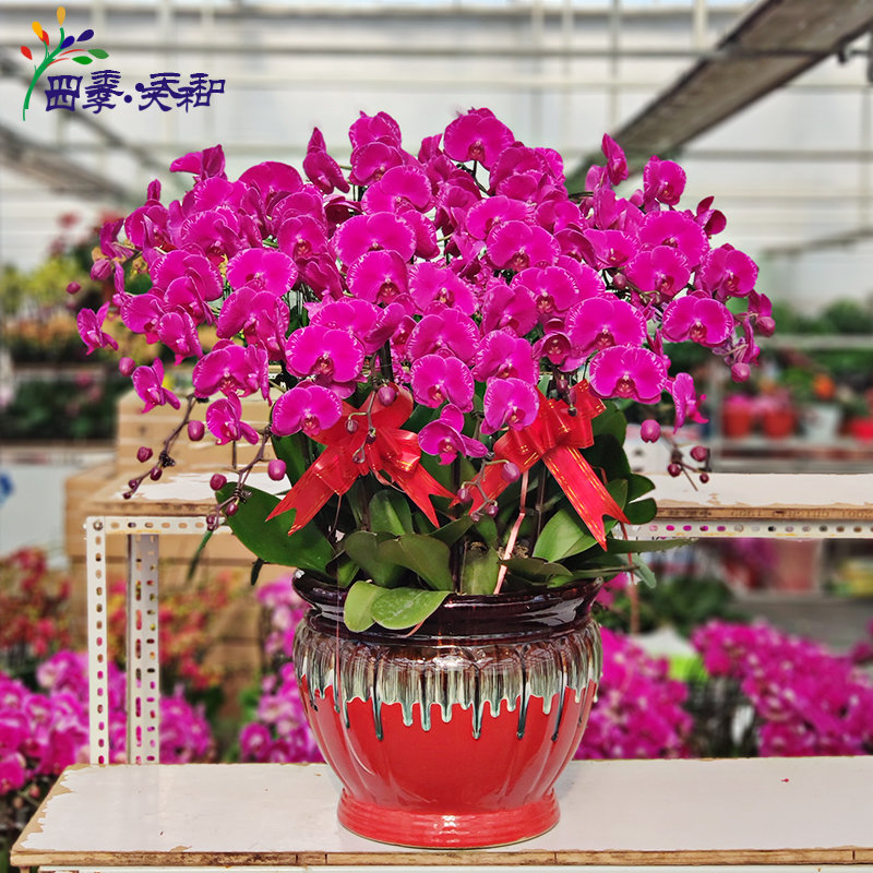 四季天和鲜花办公桌蝴蝶兰盆栽